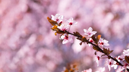 Obraz premium Spring background with pink blossom. Beautiful nature scene with blooming tree and sun flare. Spring flowers. Beautiful orchard blurred background. Springtime.