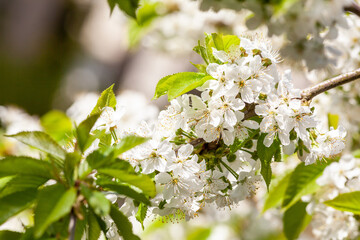 Blossoming branch with flower of cherry tree