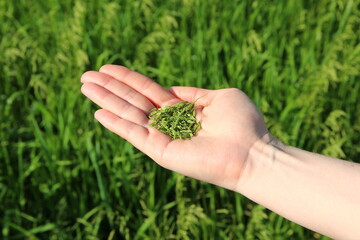 Woman's hand holding green grains, sowing crops