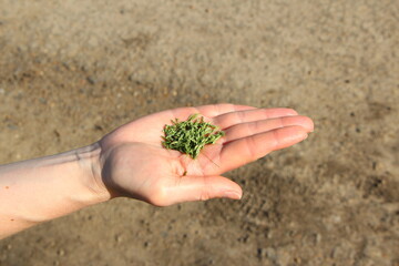 Woman's hand holding green grains, sowing crops