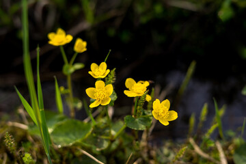 Obraz premium Spring yelow flowers background. Spring concept