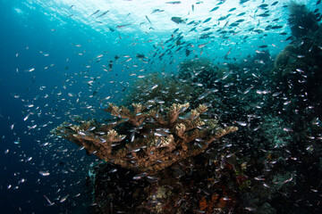 Fototapeta na wymiar A healthy, biodiverse coral reef thrives in the waters in Raja Ampat, Indonesia. This remote region, part of the Coral Triangle,, is known for its high marine biological diversity.
