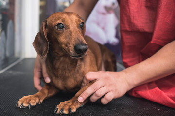 A pet groomer or vet reassures an uneasy brown dachshund while at a clinic or dog salon.