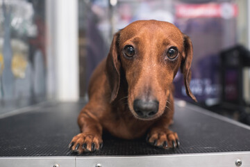 A curious but uneasy brown dachshund lies on a pet groomers table prior to an ear cleaning session.