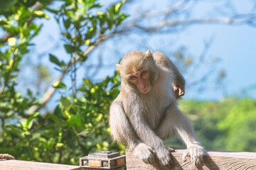 A Formosan macaque lives in Shoushan National Nature Park of Kaohsiung city, Taiwan, also called Macaca cyclopis.
