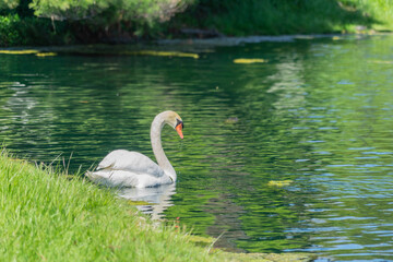 swan on the lake