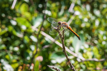 A summer 3 shot HDR image of a Black Darter Dragonfly, Sympetrum danae, taken at Meathop Moss Nature Reserve, Cumbria, England
