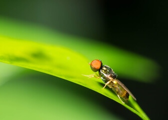 fly
