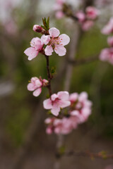 Fototapeta premium Peach flowers. Small depth of field
