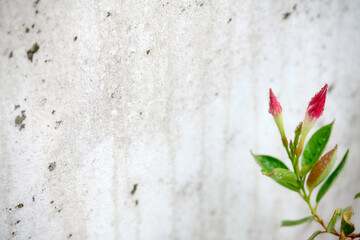 Closed wet blossom of a red mandevilla flower against white and grey concrete wall. Seen in Germany in June outdoors on a balcony.