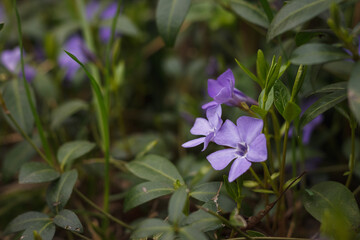 Periwinkle flower. Small depth of field