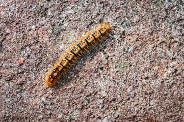 A spring 3 shot HDR close up image of the Fox Moth Caterpillar, Macrothylacia rubi, on a rock, Gruinard Bay, Ross and Cromarty, Scotland