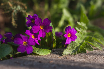 Primrose primula flowers among the plants in the garden. Small depth of field