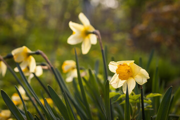 Obraz premium Yellow daffodils. Small depth of field