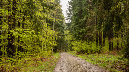 Fototapeta premium A hiking path through a forest. 