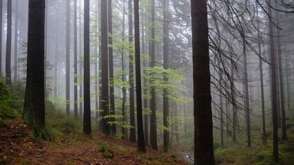 Dark and misty forest in the Stolowe Mountains, Radkow, Poland.