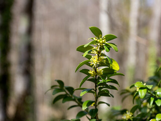 Spring in the mountains, boxwood blooms in the natural environment on a sunny day.