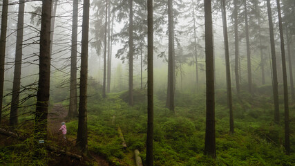 Hiking in misty morning at spring forest. Child at footpath in woodland.