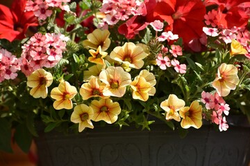 Mixed flowers red yellow pink petunias