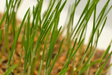 Sprouted wheat grains close up. Germination of microgreens at home.