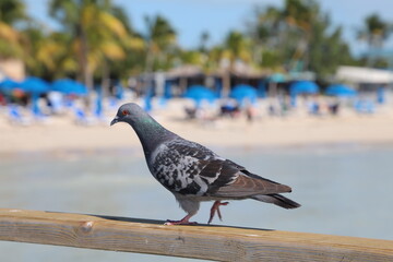 pigeon on the beach