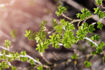Fresh new green buds on currant branches at springtime garden background