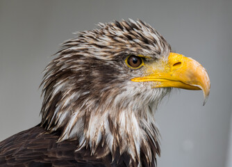 portrait of a eagle
