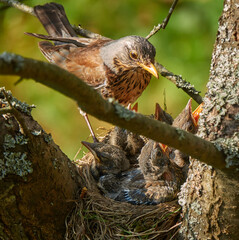 Bird Fieldfare (Turdus pilaris). Bird sits on the edge of the nest with chicks and watches closely