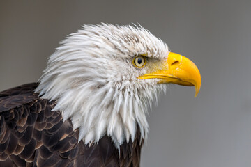 portrait of a eagle