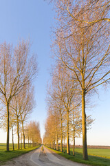 Vertical view of trees lit by the morning sun along a rural path.