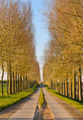 Trees beginning to bloom at sunrise follow a rustic road.