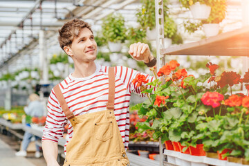 Young agro-engineer pushing cart with geranium flowers in small pots for sale.
