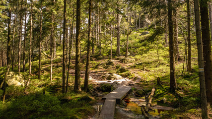 Trail in White Rocks, Stołowe Mountains, Poland.