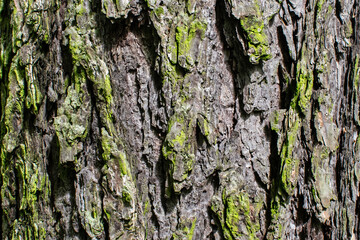 tree bark texture background rough detail forest pattern grunge rugged surface