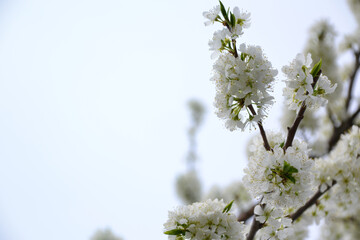plum blossom, for creating background and texture
