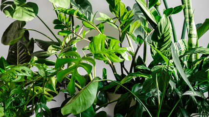 The stylish space is filled with many modern green plants. Botany home decor with a lot of plants.