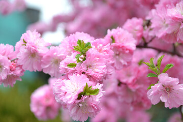 almond blossom, for creating background and texture