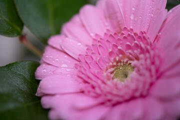 close up of pink flower