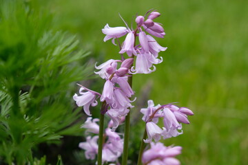 hiacyntowiec,kwiat,działka,ogród,1