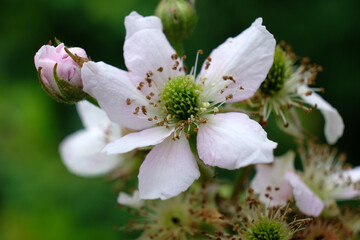 kwiat ,jeżyna,działka,ogród,1