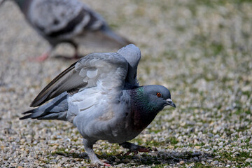 close up of a common pigeon