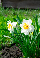 Two daffodils growing on the flower bed in the garden. Spring flowers