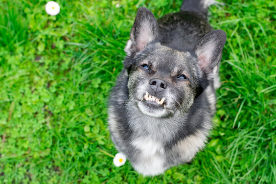 Mixed breed dog with an underbite is looking up. Canine malocclusion
