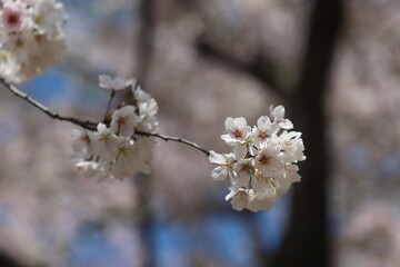 blooming tree