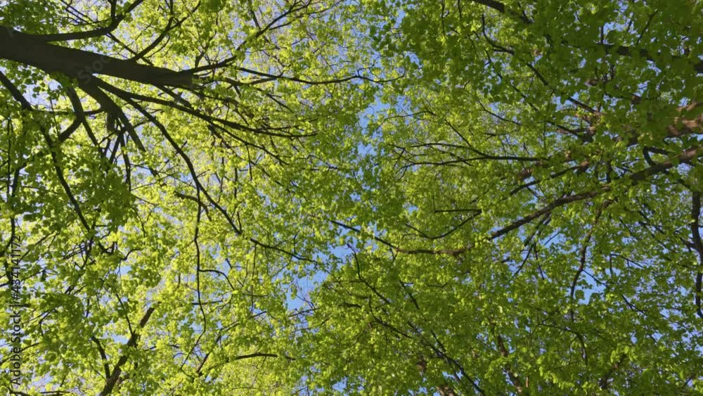Aufkleber Walk in park or forest with your head up. Bottom up view of spring green foliage of trees with afternoon sun. Spring nature background, UHD, 4K