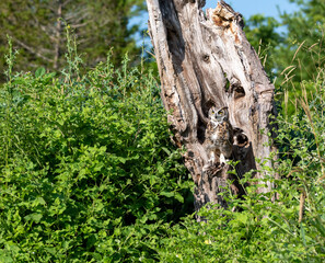 bark of a tree with great horned owl