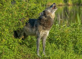 Fototapeta premium Grey wolf howling