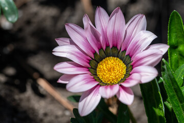 Obraz premium pink and yellow flower