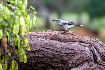 Spring bird (Xolmis Cinereus), typical of central Brazil. Selective focus. Hunting