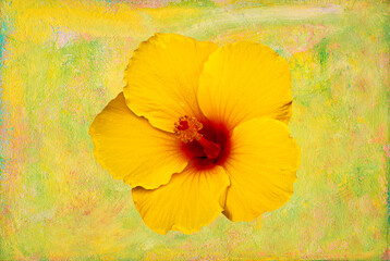 Yellow hibiscus isolated